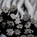 Black Licorice